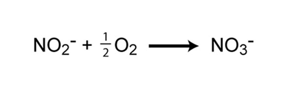 nitrogen cycle 6.jpg